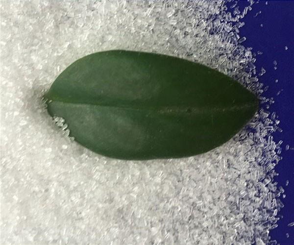 硫酸鎂價格貴嗎？農(nóng)用硫酸鎂有什么作用